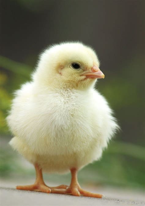 baby chick pictures